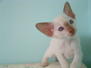 cinnamon point siamese cats (2)