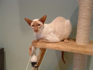 cinnamon point siamese cats (4)
