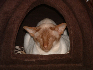 cinnamon point siamese cats (5)