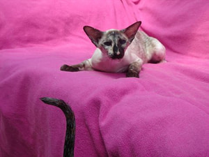 Seal Tortie Point Siamese Imp Gr Ch Drestothril Dancelot