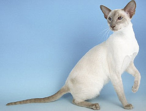 Caramel Point Siamese Imp Gr Ch Abicasa Thegypsybaron