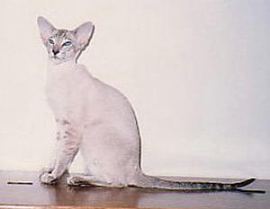 Seal Tabby Point Siamese Gr Ch Shermese Tigers Eye