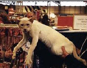 Lilac Point Siamese UK Gr Ch Magical Hocus Pocus