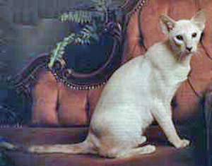 Lilac Tortie Point Siamese Gr Ch Telperion Tapestry