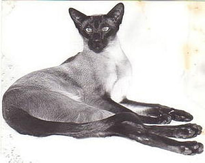 Seal Point Siamese Ch Tzu Lucifers Angel