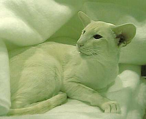 Cream Point Siamese Gr Ch Sarnau Johpasquali