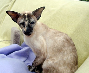 Seal Tortie Point Siamese Imp Gr Ch Drestothril Silk Drawers
