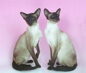 Seal Point Siamese Cats Gr Ch Sinfonia Valentina and her brother Gr Ch Sinfonia Monteverdi
