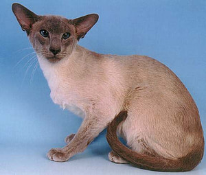 Blue Point Siamese Gr Ch Johpas Galileo
