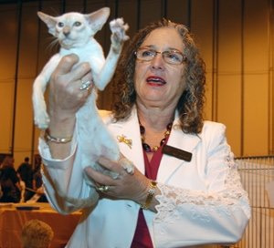 Caramel Point Siamese Cats