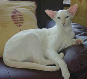Cram Point Siamese Imp Gr Ch Johpas Senorita Rumbalita
