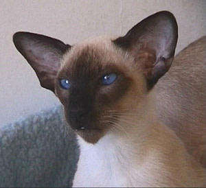Seal Point Siamese UK Gr Ch Furryface Darcy