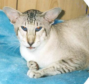 Seal Tabby Point Siamese Gr Ch Longview Maverick