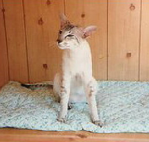 Seal Tabby Point Siamese Gr Ch Denique Marrok