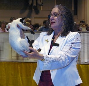 Lilac Point Siamese Cats