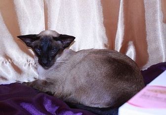 Ch & Gr Pr Mafdet Medusa