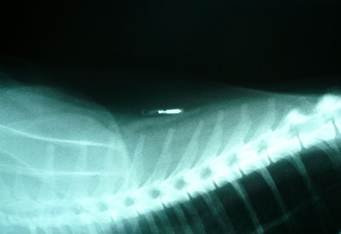 cat-microchip-xray