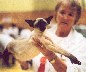 Seal Point Siamese Cats