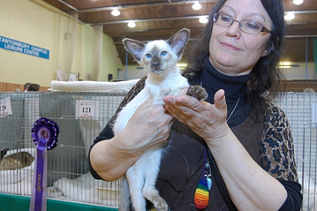 Siamese Cat Association Results 2013