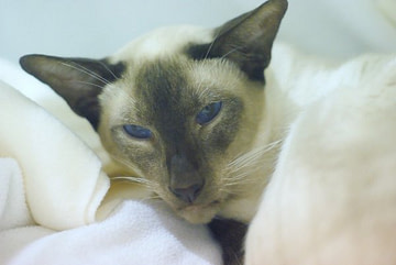 Imp Gr Ch Kevels Twice As Nice