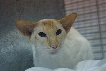 Chocolate Pointed Siamese Results 2013