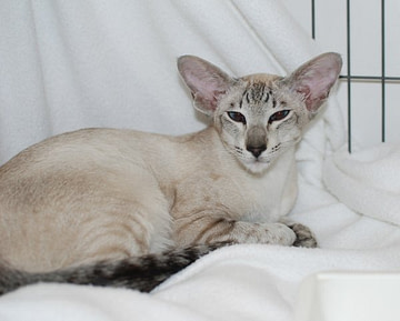 Shorthair Cat Club of Scotland Siamese Results 2013