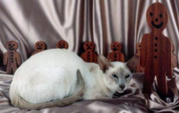 Lilac Point Siamese Cats