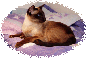 Adfuram Quizzigirl Old Style Siamese Cat