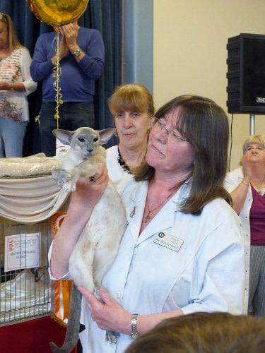 Red Point &amp; Tortie Point Siamese Results 2013