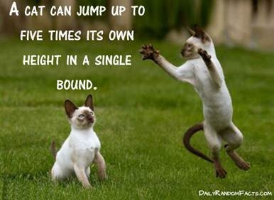 cats-jump-high