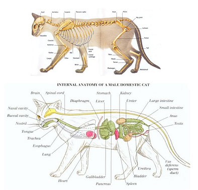Anatomy of a cat Tube Feeding Kittens