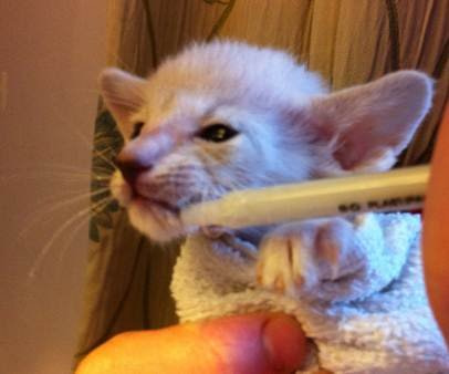 feeding-kittens-by-hand