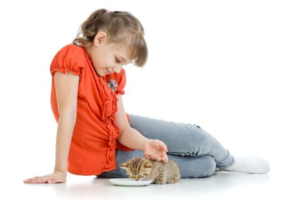 Kitten in new home Bringing a Kitten Home