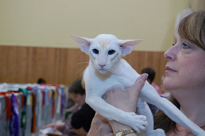 Oriental Cat Association Siamese Results 2013