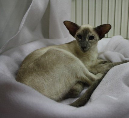 Wessex Siamese Results 2013