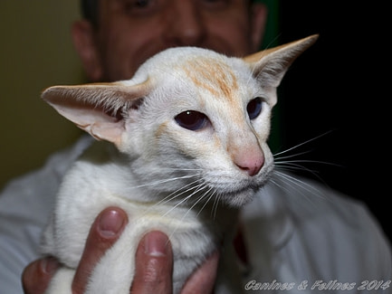 Siamese cats and kittens