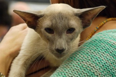 Southern Counties Siamese Results 2013