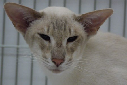 Colourpoint Society Siamese Results 2013