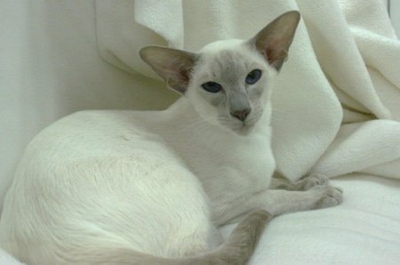 Essex Siamese Results 2013
