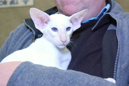 Cheshire Siamese Show Results 2013