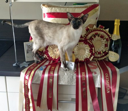 Lakeland Siamese Results 2013