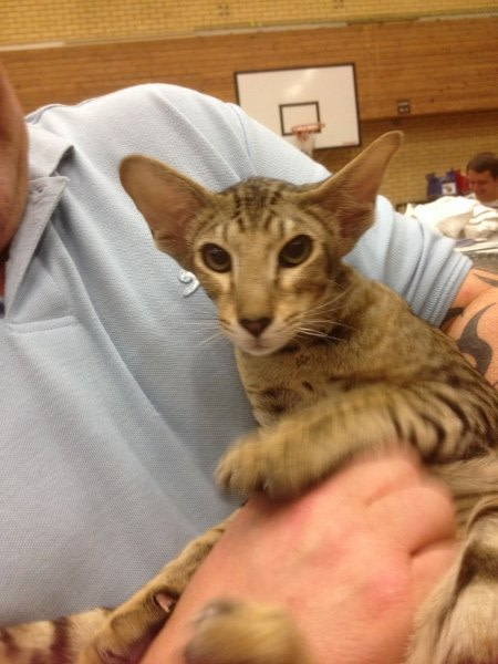 Billstes Dancing With Wolves