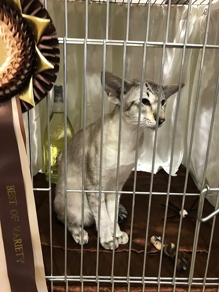 Caramel & Apricot Siamese Results 2017