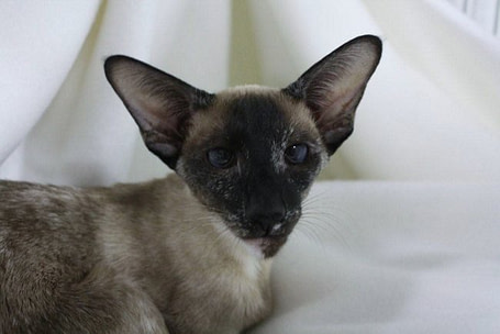Somerset Siamese Results 2013