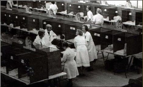 Siamese Cat Show 1960