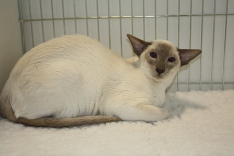 Bedford & District Siamese Results 2013