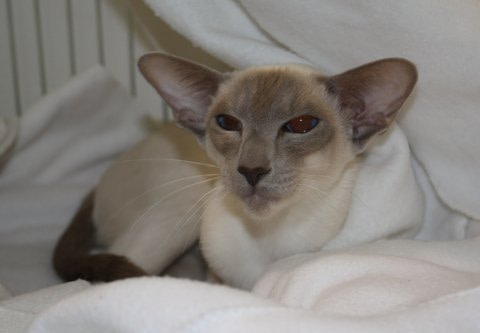 Cambridgeshire Siamese Results 2013