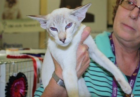  & Norfolk Siamese Pictures 2013