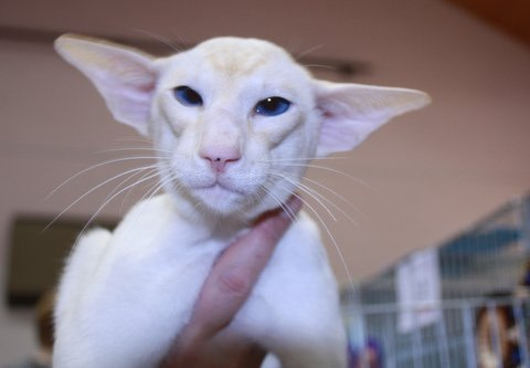 Lilac Point Siamese Results 2013