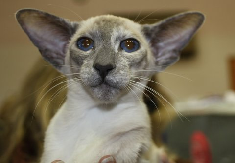 Siamese Cat Society of the British Empire Siamese Results 2013